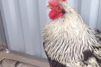 Giáp Tết, giới đại gia săn lùng ráo riết gà kỳ lân