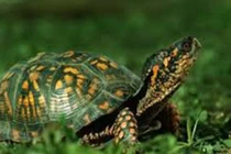 Mơ thấy điều này chứng tỏ bạn sắp giàu to