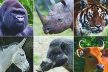 Voi, hổ, sư tử… có thể tuyệt chủng vào năm 2100