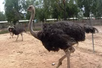 "Đột nhập" trang trại nuôi “chim khổng lồ” lớn nhất Khánh Hòa