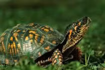 Mơ thấy điều này chứng tỏ bạn sắp giàu to