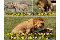 Choáng với tần suất làm “chuyện ấy” của loài sư tử