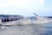 Cá voi dạt bờ biển Nghệ An do đâu?