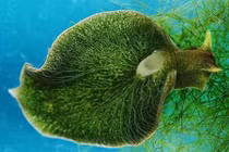 Sên biển có nọc độc ẩn mình, xơi trọn cá trong nháy mắt