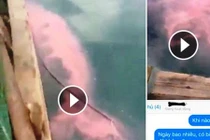 Dải nước đỏ tại biển Cửa Lò là thông tin bịa đặt 