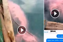 Dải nước đỏ tại biển Cửa Lò là thông tin bịa đặt 