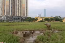 Kinh ngạc chăn trâu trên đất dự án tháp cao nhất VN