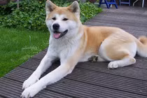 Top 13 thú cưng đắt nhất hành tinh dành cho giới siêu giàu