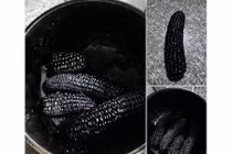 Cười ngất với gái vụng luộc ngô... cháy đen thành than