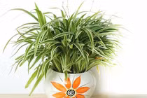 Chọn cây cảnh theo mệnh để tài lộc chảy vào nhà