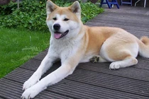 Top 13 thú cưng đắt nhất hành tinh dành cho giới siêu giàu