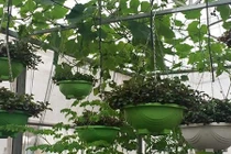 Mẹ trẻ nuôi gà trồng nấm, thiết kế vườn rau sân thượng cực đẹp