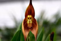 Sửng sốt gặp loài hoa lan giống hệt mặt “Tôn Ngộ Không”