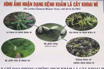 Bệnh lạ và nguy hiểm: Khảm lá mì lây lan chóng mặt ở Tây Ninh