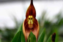 Sửng sốt gặp loài hoa lan giống hệt mặt “Tôn Ngộ Không”