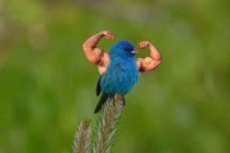 Cười vỡ bụng những chú chim cơ bắp cuồn cuộn nhờ...