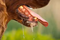 Những điều phải biết về bệnh dại ở người