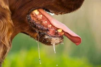 Những điều phải biết về bệnh dại ở người