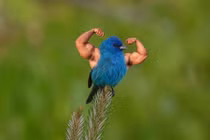 Cười vỡ bụng những chú chim cơ bắp cuồn cuộn nhờ...