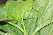 Ăn rau mồng tơi 2 ngày sẽ thấy điều “thần kỳ” xảy ra