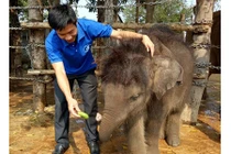 Nhật ký... nuôi voi của một bác sỹ thú y tại Đắk Lắk