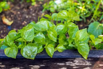 Trồng rau càng cua: Rau đặc sản được lòng thực khách