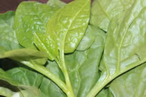 Ăn rau mồng tơi 2 ngày sẽ thấy điều “thần kỳ” xảy ra