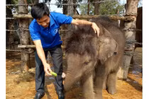 Nhật ký... nuôi voi của một bác sỹ thú y tại Đắk Lắk