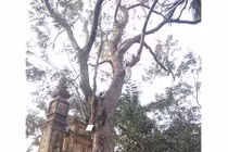 Cây sưa 26 tỷ ở Bắc Ninh: Nhiều người sẵn sàng trả gấp rưỡi?