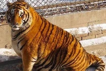 Sự thật về hổ béo núng nính vì ăn Tết ở Trung Quốc