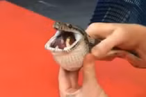 Trăn suýt mất mạng vì nuốt nhầm quả bóng tennis