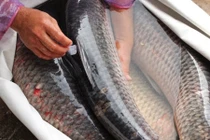 Lầm tưởng về mật cá trắm khiến trả giá bằng tính mạng