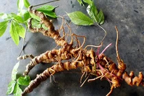 Việt Nam có sâm tốt nhất thế giới, “khắc tinh” của ung thư