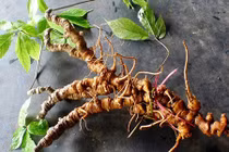 Việt Nam có sâm tốt nhất thế giới, “khắc tinh” của ung thư