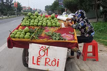 Bất ngờ “ổi Lệ Rơi” xuất hiện tại Nghệ An 