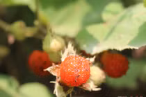 Quả mâm xôi vào mùa chín đỏ ở miền Tây xứ Nghệ