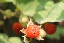 Quả mâm xôi vào mùa chín đỏ ở miền Tây xứ Nghệ