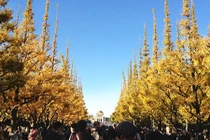 Ngất ngây hương sắc mùa thu ở Nhật Bản