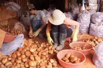 Đà Lạt lập chốt 24/24 chặn khoai tây Trung Quốc vào chợ