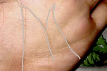 Người có bàn tay chữ M có gì đặc biệt?