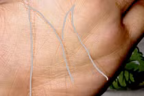 Người có bàn tay chữ M có gì đặc biệt?