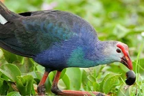 Lạ lùng loài chim biết giữ nhà như chó