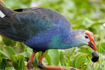 Lạ lùng loài chim biết giữ nhà như chó