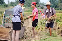 Tiếp viên hàng không đi giày cao gót gặt lúa gây bão