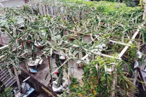 Mê tít vườn thanh long trăm gốc trên... mái nhà 