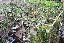 Mê tít vườn thanh long trăm gốc trên... mái nhà 