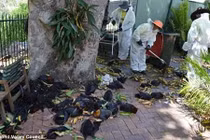 “Mưa” xác dơi trong nắng nóng ở Australia