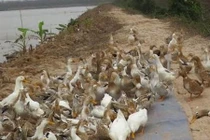 Bên trong trang trại vịt biển của ông Đoàn Văn Vươn