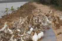 Bên trong trang trại vịt biển của ông Đoàn Văn Vươn