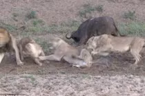 Sư tử mải giành giật con mồi, trâu rừng nhanh chân thoát thân